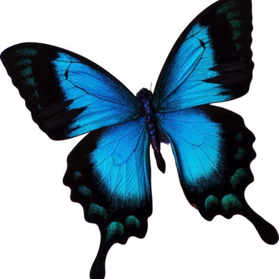 In Loving Memory of Sydney Thumbnail